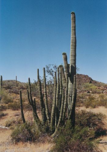 Organ Pipe NM